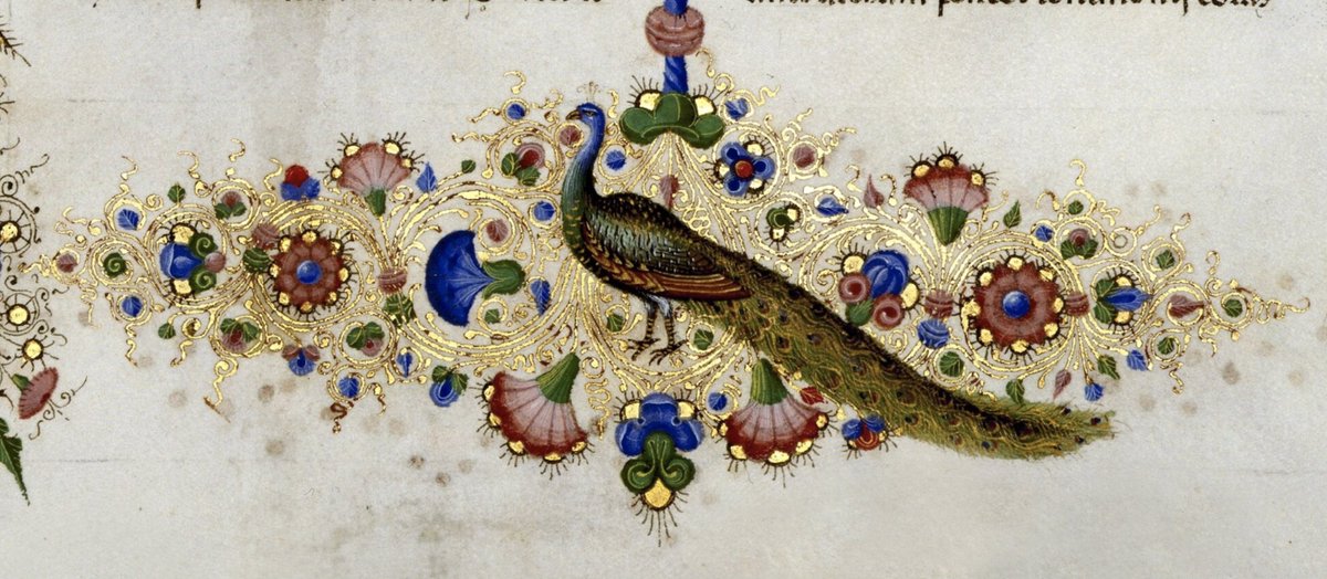 GaEstensi's tweet photo. Oggi è #ManuscriptMonday!
Ne approfittiamo per condividere questa splendida miniatura raffigurante un pavone, simbolo di resurrezione e vita eterna secondo il Cristianesimo🦚
Proviene dal manoscritto più prezioso conservato alla Biblioteca Estense di Modena... Sai dirci quale? https://t.co/wX7U0CuZwI