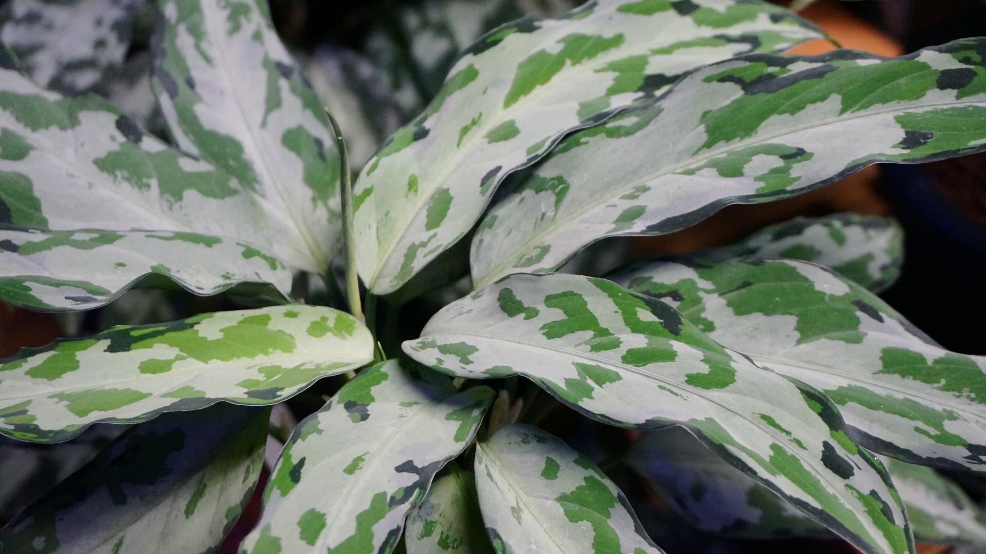LA便 Aglaonema pictum tricolor 'Endor'