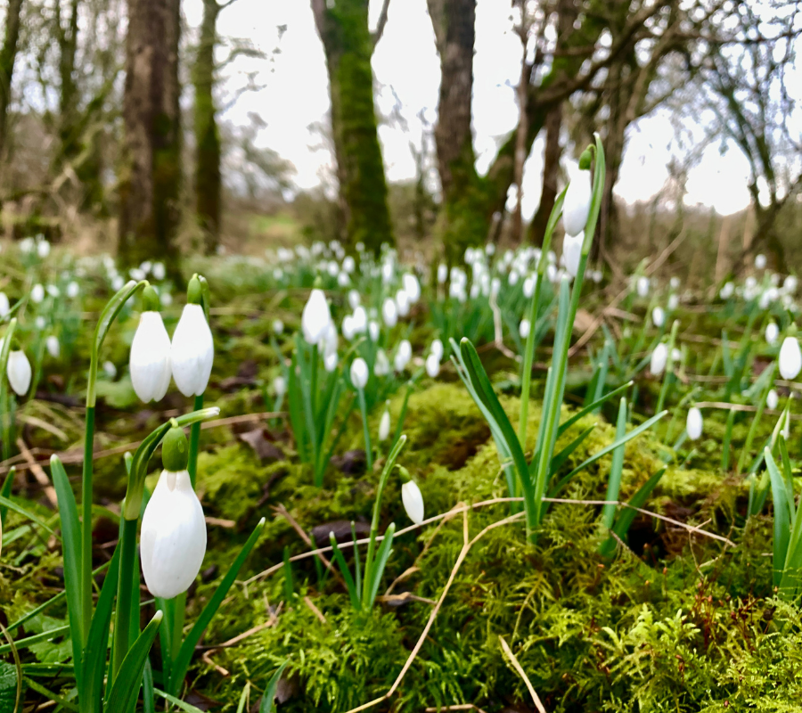 HerdyUK's tweet photo. The skies may be grey, but the first signs of spring are popping up. 💚
Have ewe spotted any snowdrops yet? 🌱
#lakedistrict #snowdrops #spring #herdy #FirstSignsOfSpring https://t.co/FgrDiFjbiX