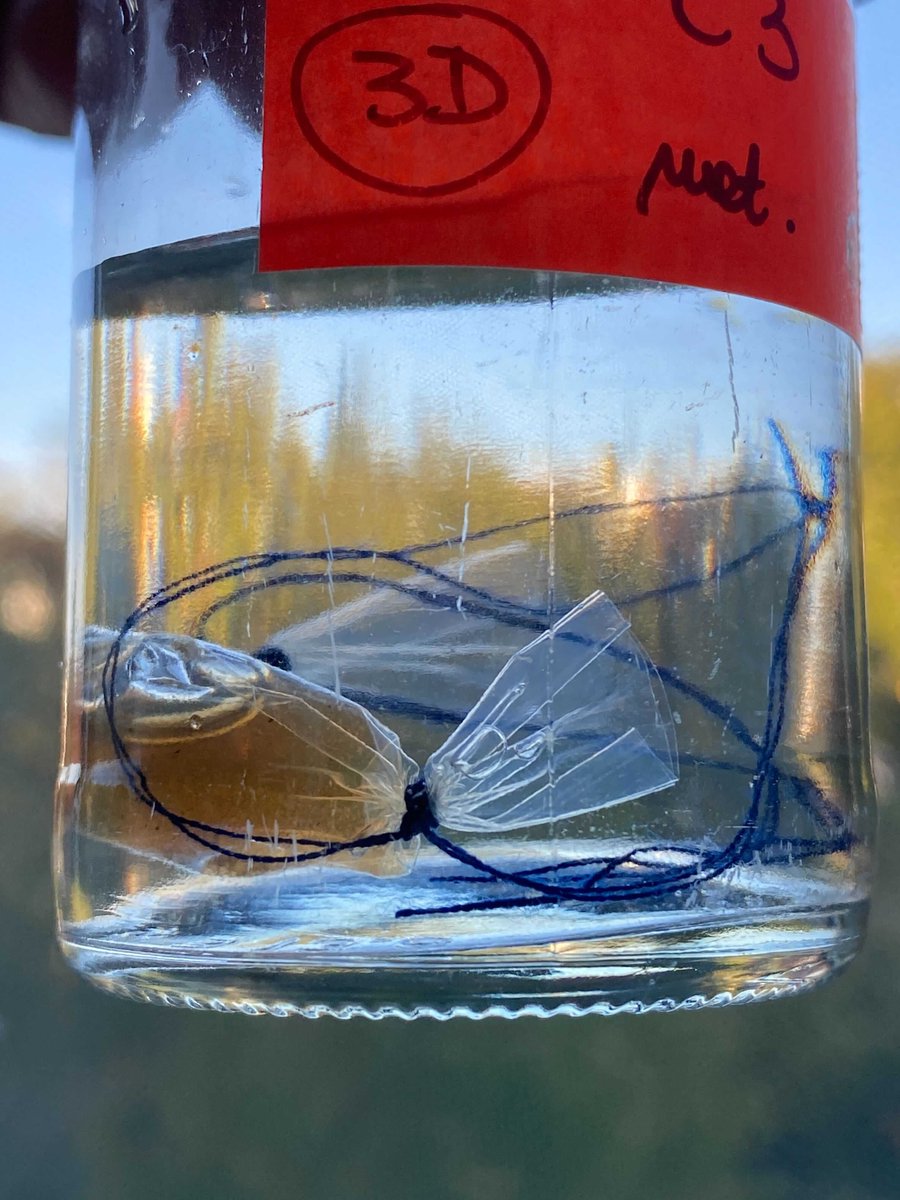 _EcoPlastiC_'s tweet photo. Within EcoPlastiC, we deal with unpopular plastic wastes, such as metallized polyethylene terephthalate (PET). Our partners from @IMGGE are assessing #enzymatic degradation of metallized PET and we are so excited to see what happens with the samples, so stay tuned…! ⭐🤩 ⭐ https://t.co/qhZHJVPA2b