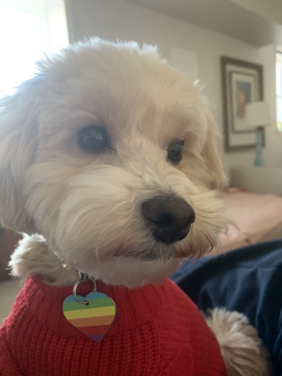 KeswickThunder's tweet photo. Good morning haters, great morning friends. Paulie got a haircut over the weekend. https://t.co/mWQsns5loO