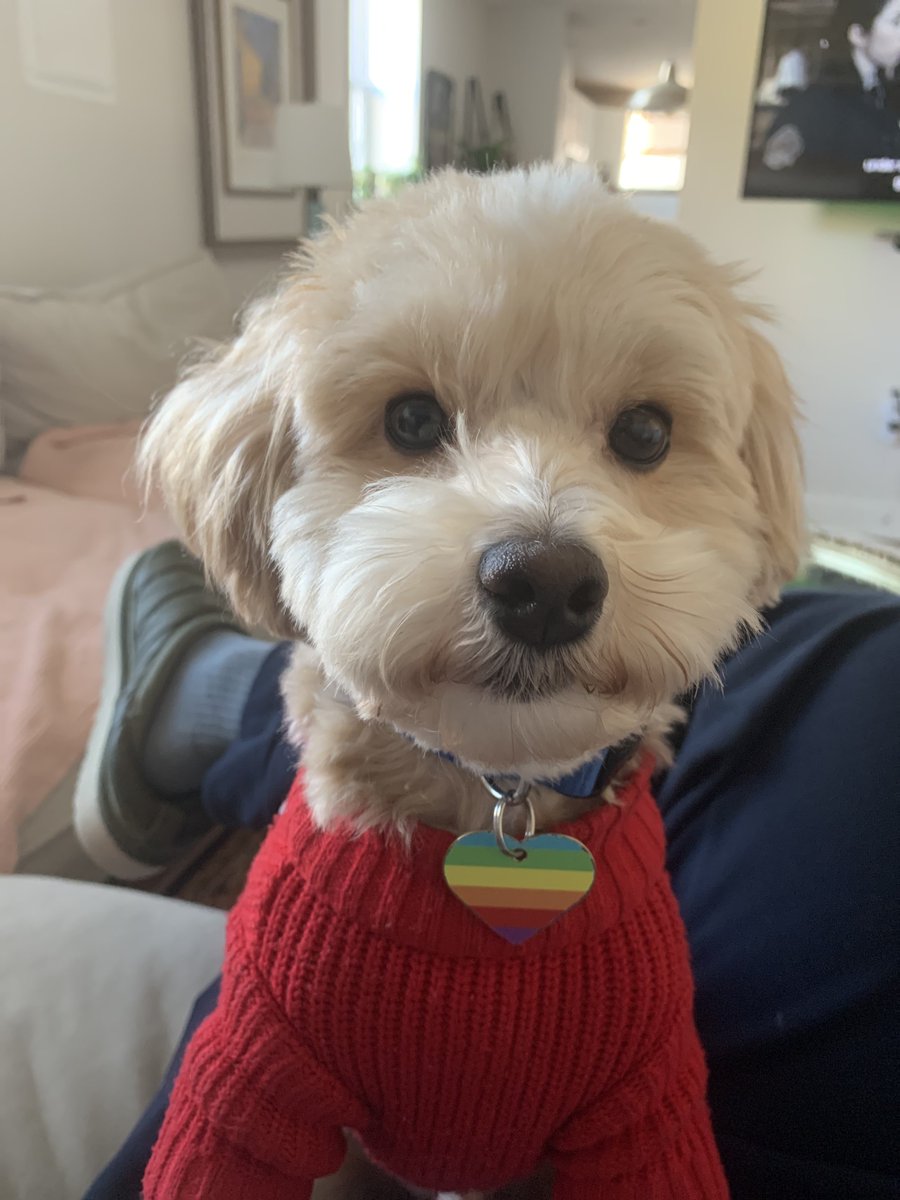 KeswickThunder's tweet photo. Good morning haters, great morning friends. Paulie got a haircut over the weekend. https://t.co/mWQsns5loO