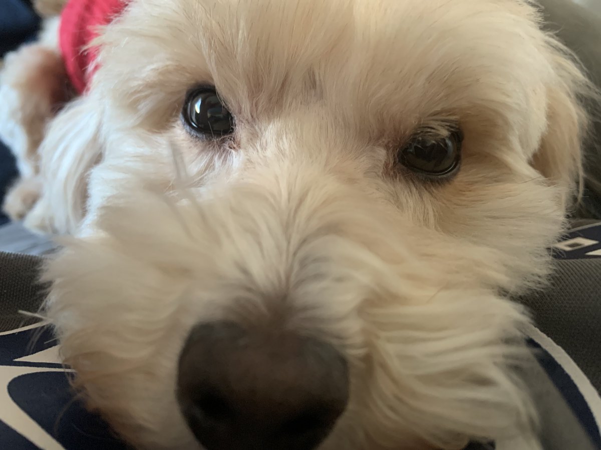 KeswickThunder's tweet photo. Good morning haters, great morning friends. Paulie got a haircut over the weekend. https://t.co/mWQsns5loO