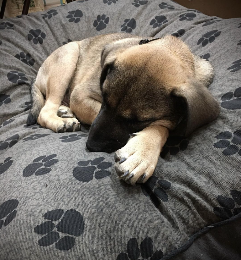 MyPillowUSA's tweet image. Get your furry friend the dreamiest sleep with our dog beds starting at just $29.99 using code R213! Washing and durability that stands the test of time! Your pooch will thank you for their comfy #MyPillow haven! #DogBedDeal #PamperedPup mypillow.com/r213