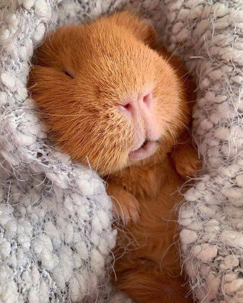lovers_pig's tweet photo. https://t.co/o9GDFfCPgw