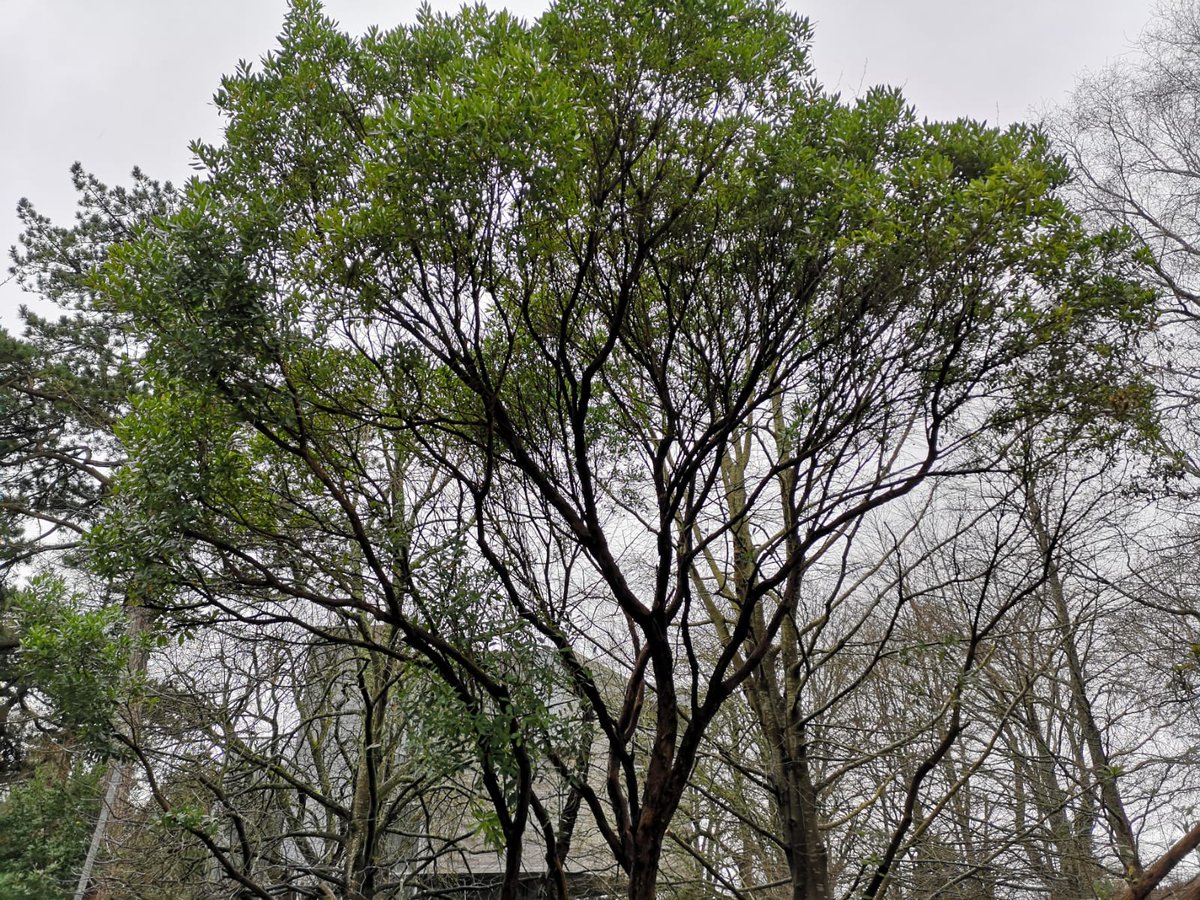 The public consultation on the @corkcitycouncil Tree Strategy is now open (closes 16th February). If you've ever voiced an opinion on trees in Cork city, now is the chance to have your voice heard. 🌲🌳🌲🌳 consult.corkcity.ie/en/consultatio…