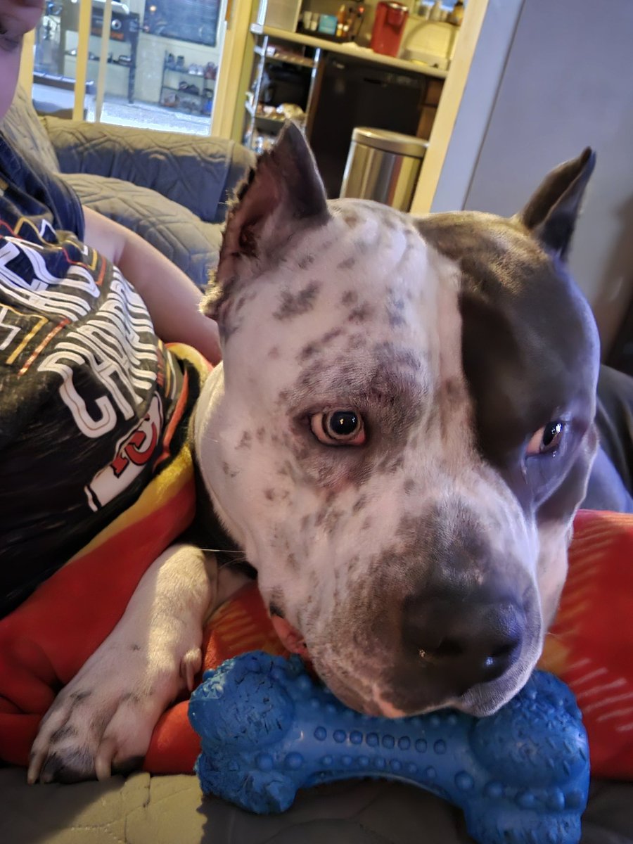 CoachPaskon's tweet photo. When school is closed due to icy roads, I spend my day snuggling this big guy! Hard to believe he turns 2 in a few months! He's 105ish pounds and thinks he's a lap dog! 🤣 #AmericanBully #Bullymomma https://t.co/yYeOv4WpNy