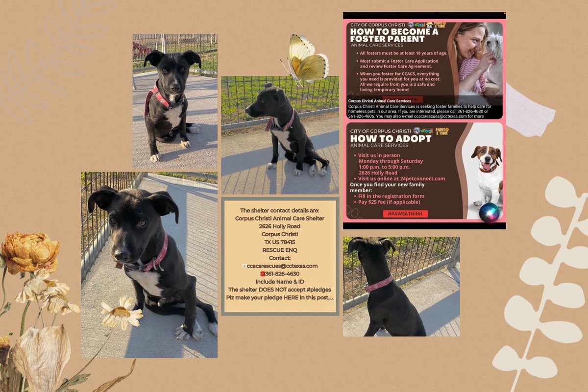 SamfromSpain's tweet photo. 🆘URGENT PEOPLE! DEVASTATED if sweet young 5 mo old SKIP is killed tomorrow,Tuesday @ CORPUS CHRISTI ACS‼️
What an undeserving sweetheart to die 4 an injury!
SAVE HIM❗️#RESCUE URGENTLY NEEDED‼️PLEDGE‼️
https://t.co/HCn6CXPXUz https://t.co/eHMFUV27FB