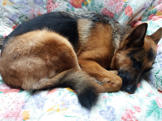 WeltResa's tweet photo. Können #Hunde trauern?
Ja, Hunde können trauern. Sie sind sozial intelligente und emotionale Wesen, die genauso wie wir #Menschen eine enge Verbindung zu ihren Artgenossen oder ihren menschlichen #Familienmitgliedern aufbauen können. 
https://t.co/LyZBfKVN4i 
#dog #animal https://t.co/M7YVr6bhvR