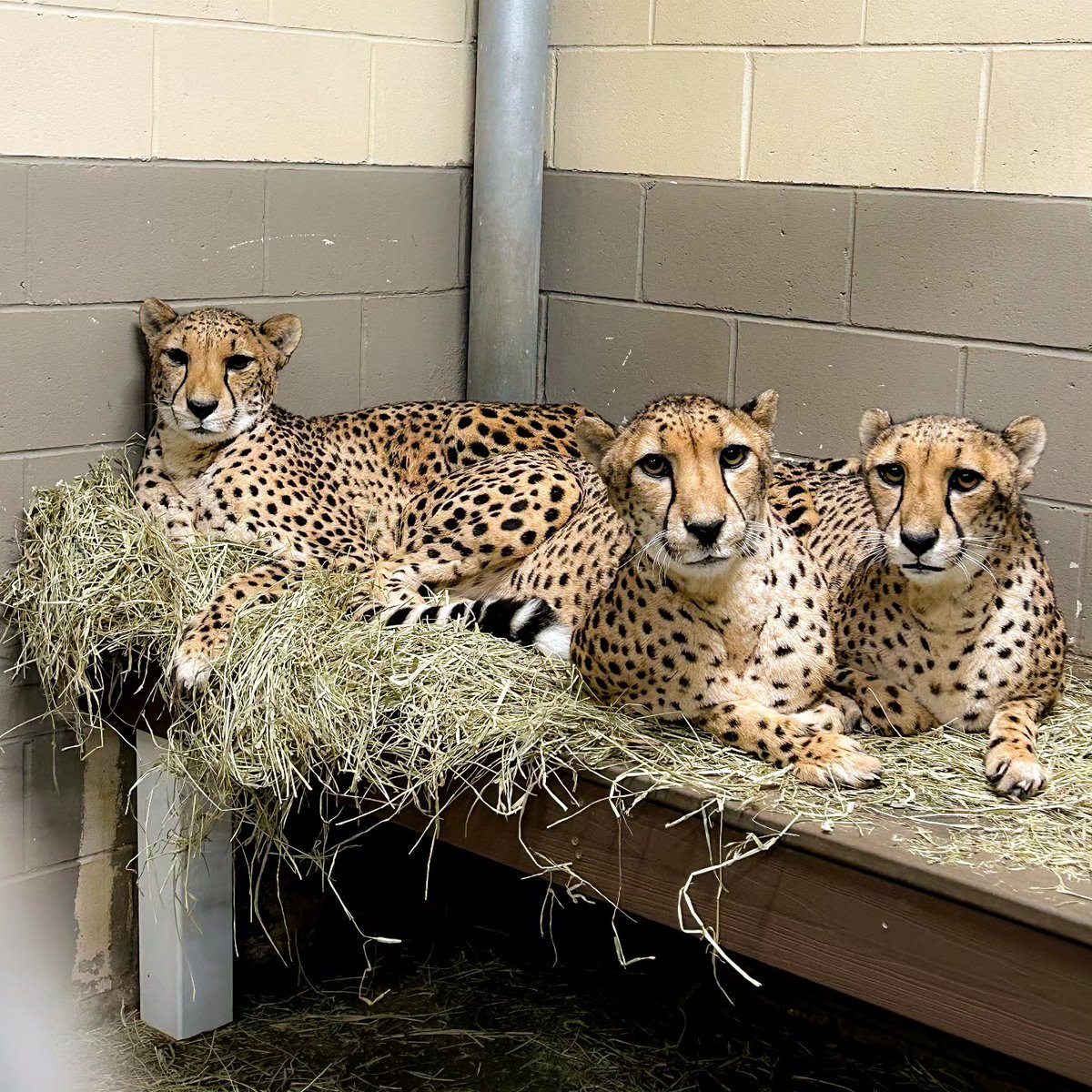 Cheetah cuddle puddle! ❤️ These three sisters are keeping warm and purrfectly content on this chilly day. 📷: Keeper Laura