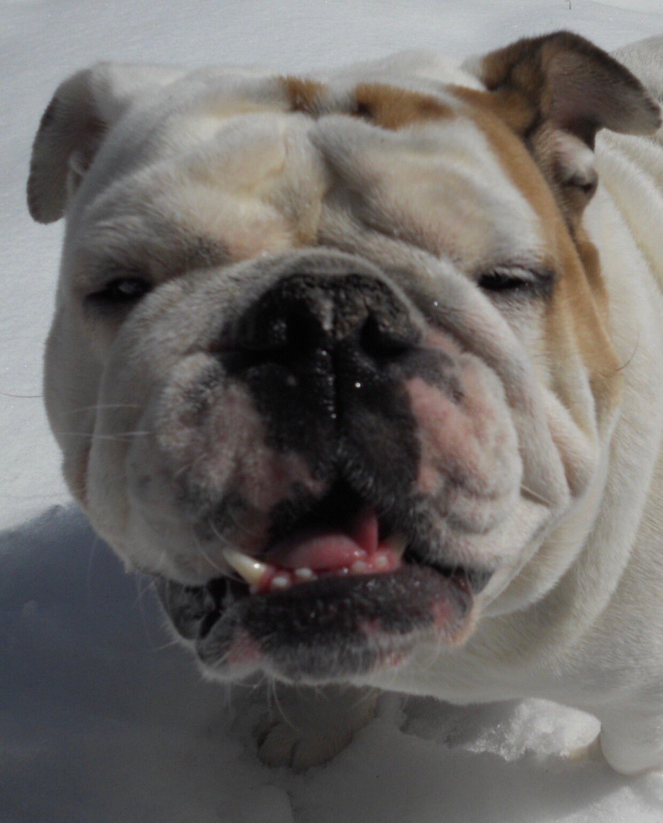 Gertie the Bulldog tweet media
