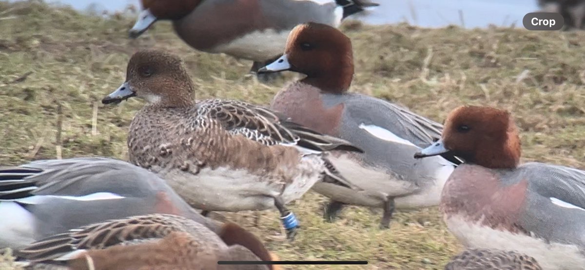 LDV_NNR's tweet photo. Thanks to @TimsBirding for looking out for some of our #ProjectPenelope c/r Wigeon whilst birding in the #LDV last week, with II and N7 seen at Thorganby, both of which were ringed at Bank Island in November 2021 @KaneBrides @YorkBirding https://t.co/BYxqjZCkjQ