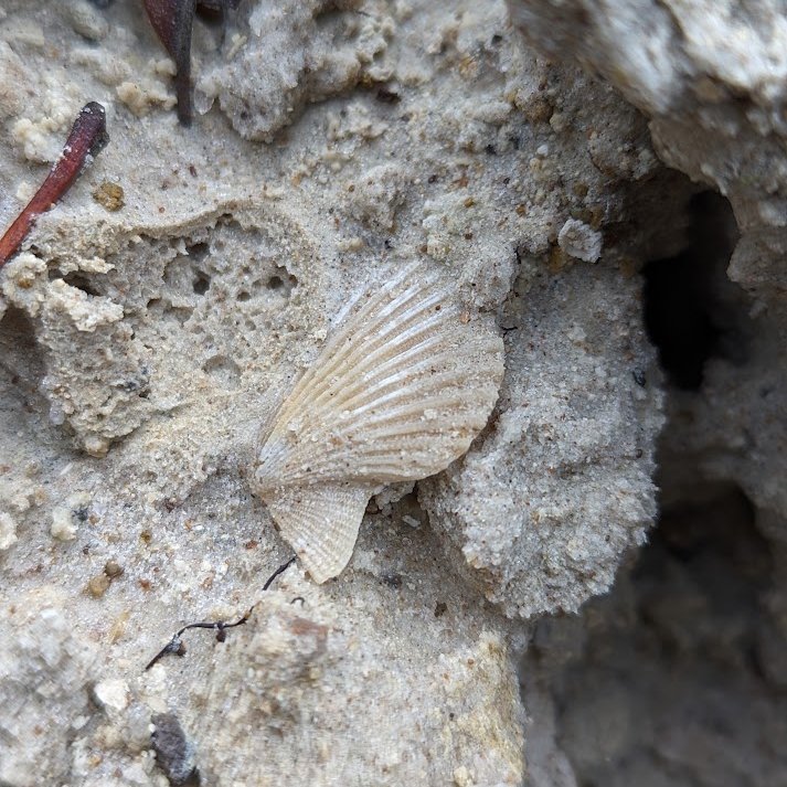 #molluskmonday A beautiful, but tiny (~1 cm) wide scallop shell in the Edisto Formation of South Carolina - 23-24 Ma.