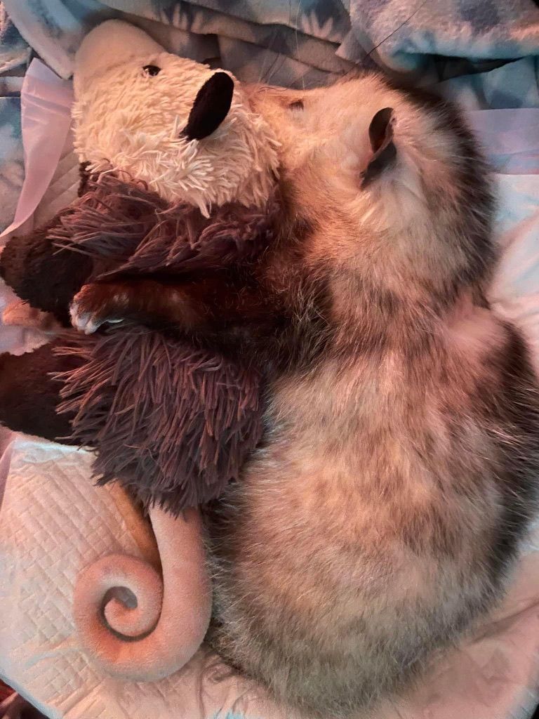 DeathPoss's tweet photo. Nap with my plushie. https://t.co/8X1w0kkN0u