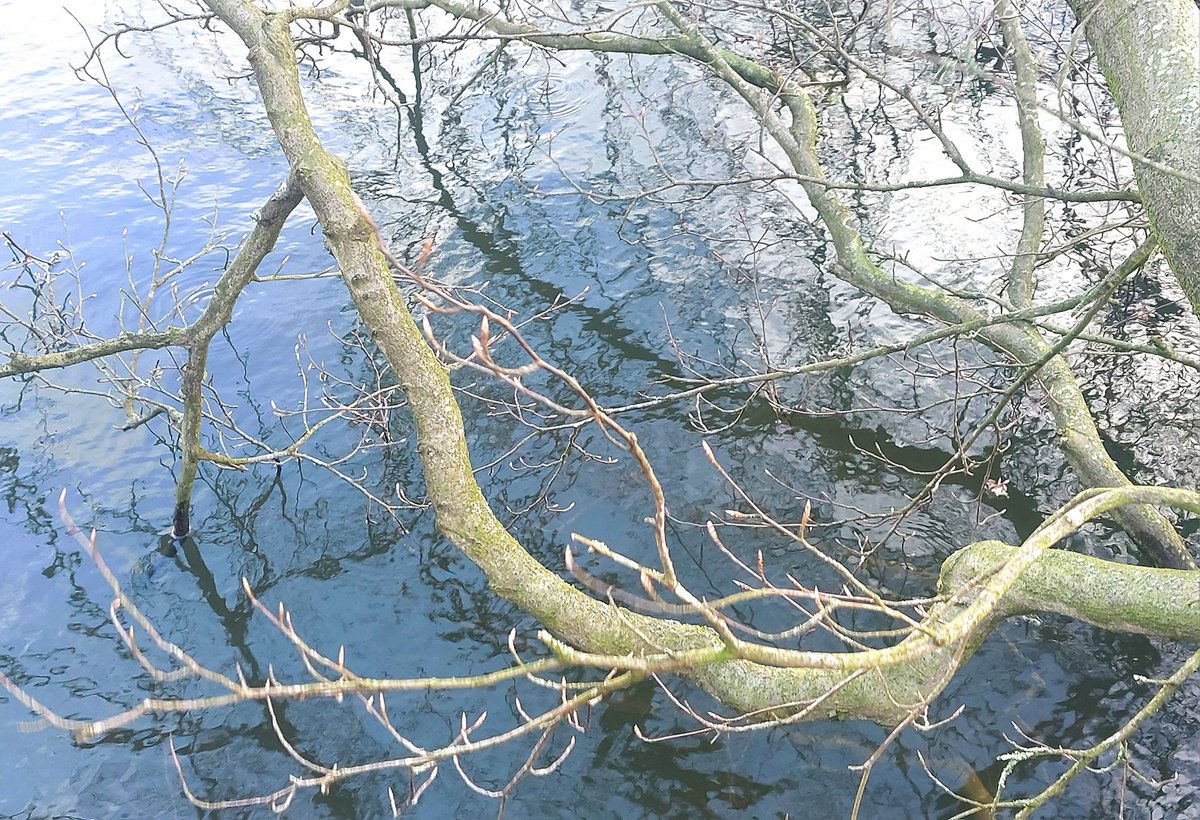 There may yet be life in the old tree.