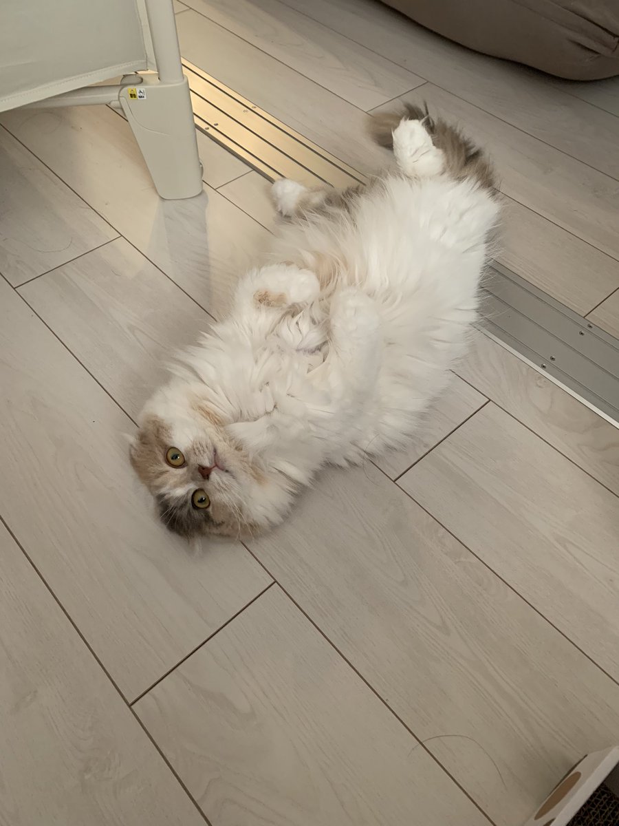 o7o5sweetie's tweet photo. 今日の朝方のおと様🐈⸒⸒⸒⸒
この格好でお出迎えです、かわいい🥺笑
 #猫  #猫がいる暮らし  #猫のいる幸せ  #猫好きさんと繋がりがりたい  #スコティッシュフォールド https://t.co/WZcRtM7wai