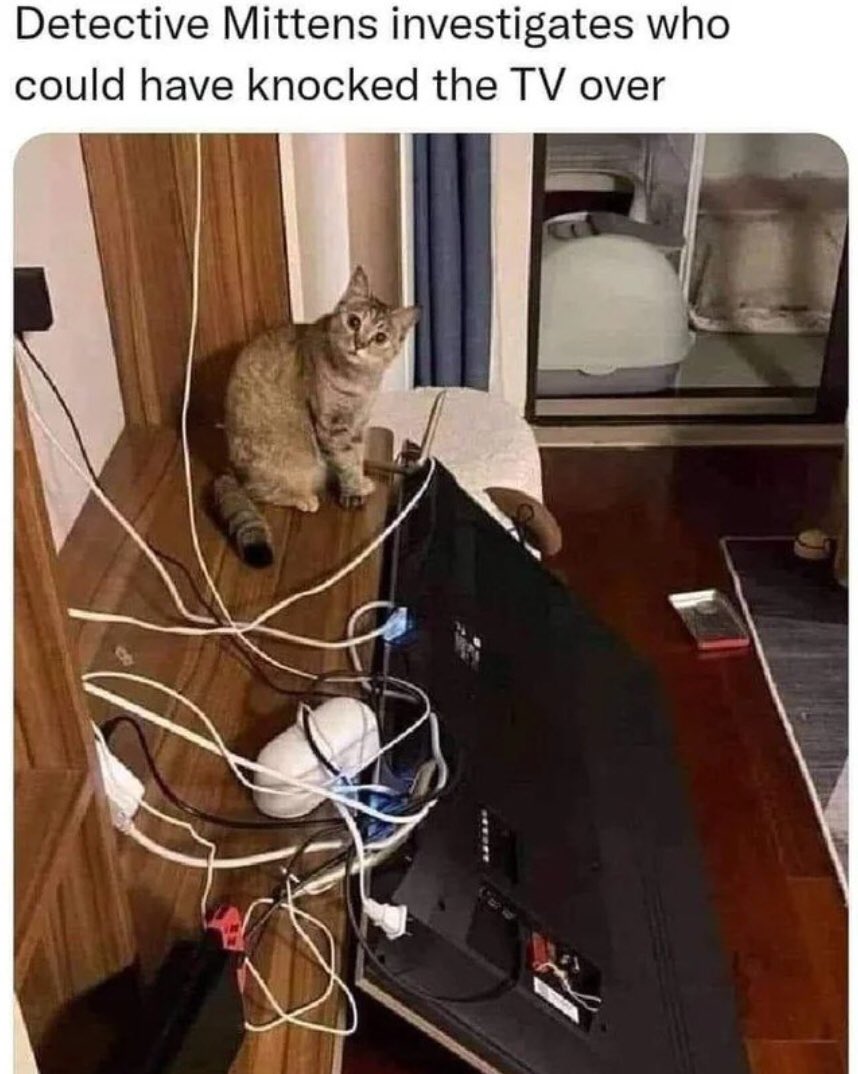 CatsJobs's tweet photo. Detective https://t.co/mVCvNoGusU