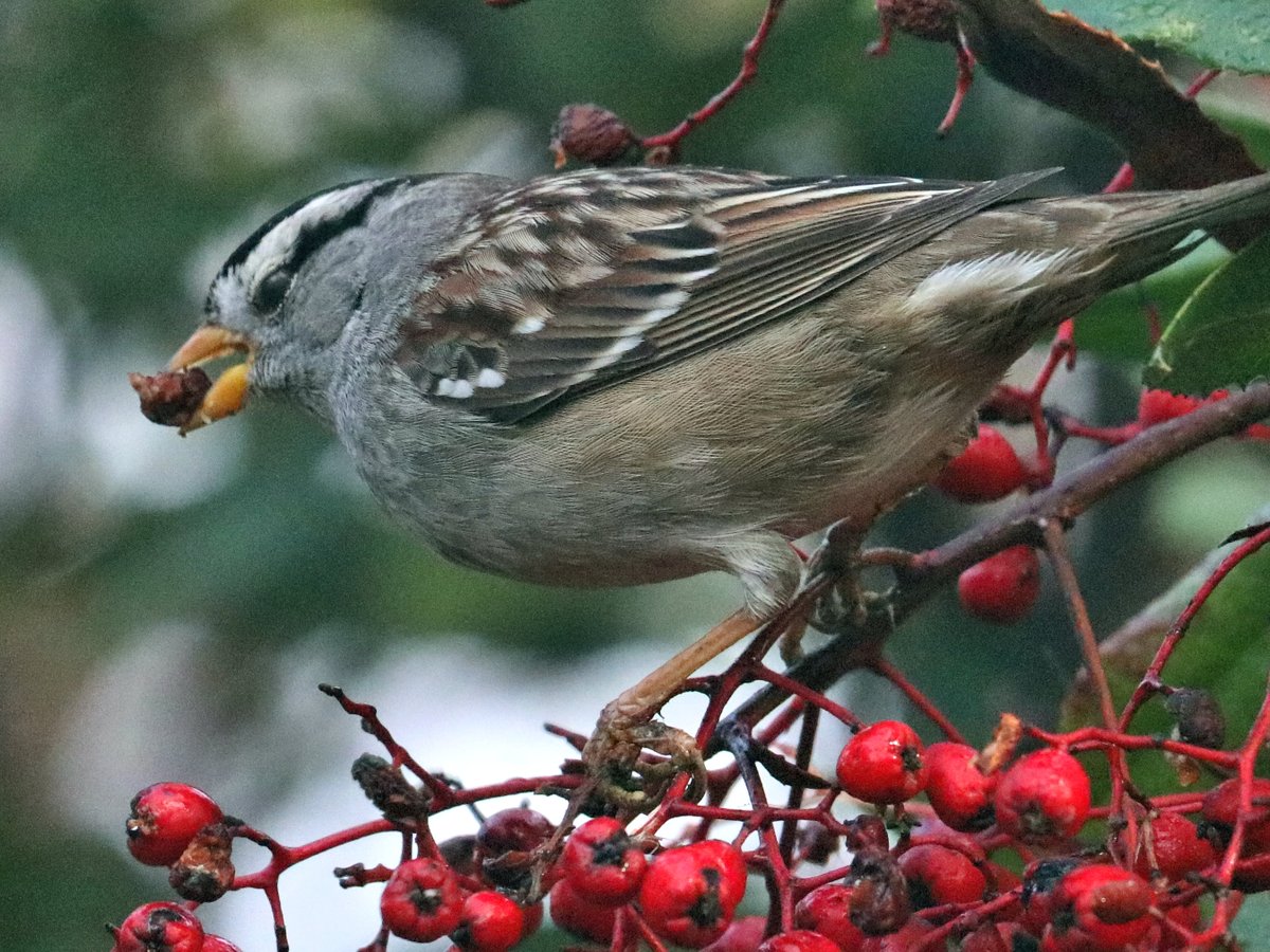 Berry breakfast
#ThingsOutside