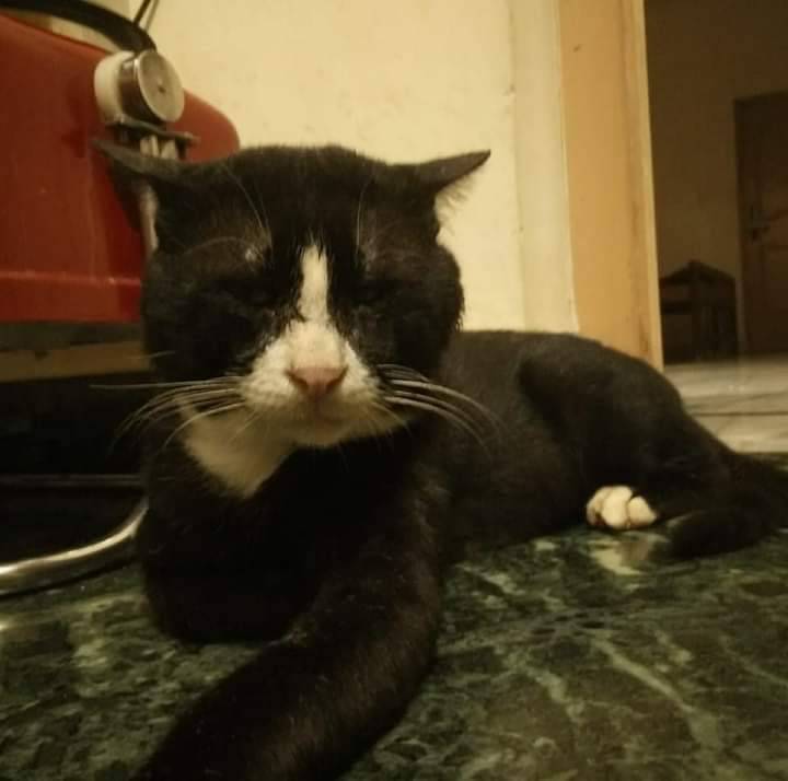 4Lahari's tweet photo. My cat kuro https://t.co/UcdhPgrPEc
