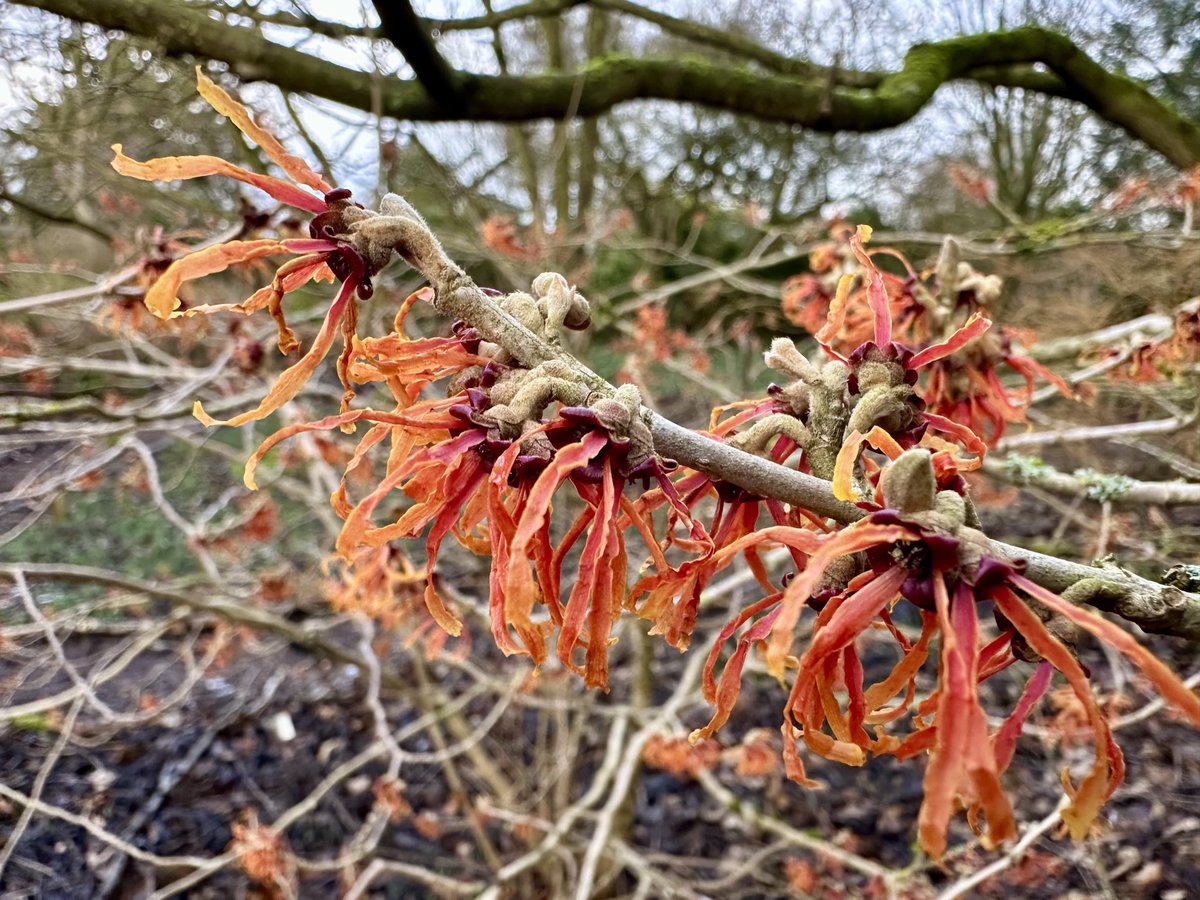 Nick Lightfoot (@nicklightfoot22) on Twitter photo It’s that time for the witch hazels to shine. We’ve got quite a few <a href="/Ness_Gardens/">Ness Botanic Gardens</a>. Here’s Hamamelis x intermedia ‘Jelena’ from Belgium, see treesandshrubsonline.org/articles/hamam… It’s that time for the witch hazels to shine. We’ve got quite a few <a href="/Ness_Gardens/">Ness Botanic Gardens</a>. Here’s Hamamelis x intermedia ‘Jelena’ from Belgium, see treesandshrubsonline.org/articles/hamam…