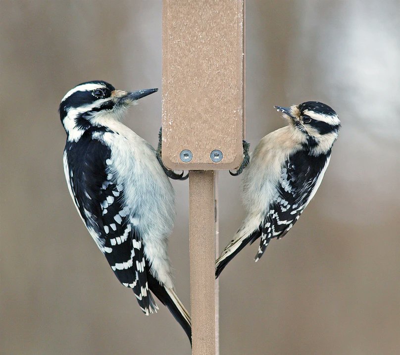mrophiophagus's tweet image. It&apos;s crazy to think that these two species of woodpeckers aren&apos;t related at all and the similarities between them is based on convergent evolution. 

Photo: Gary Mueller