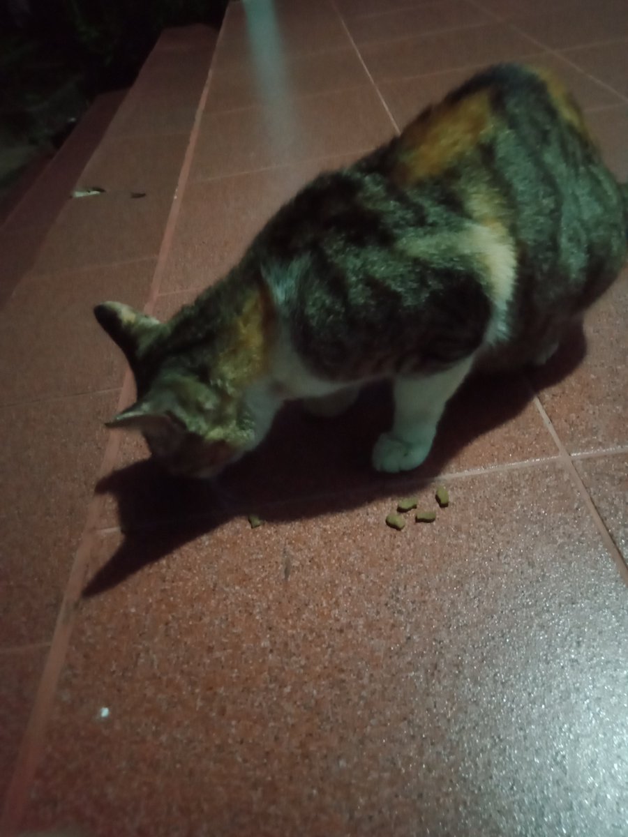 Kuli Kebun tweet media