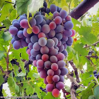 Rabbitking007's tweet photo. 🔴 The import of grapes from South Africa to Israel has been suspended.
Small but the start of economical backlash  ? 🤔🤔🤔 https://t.co/KB2JL47SYq