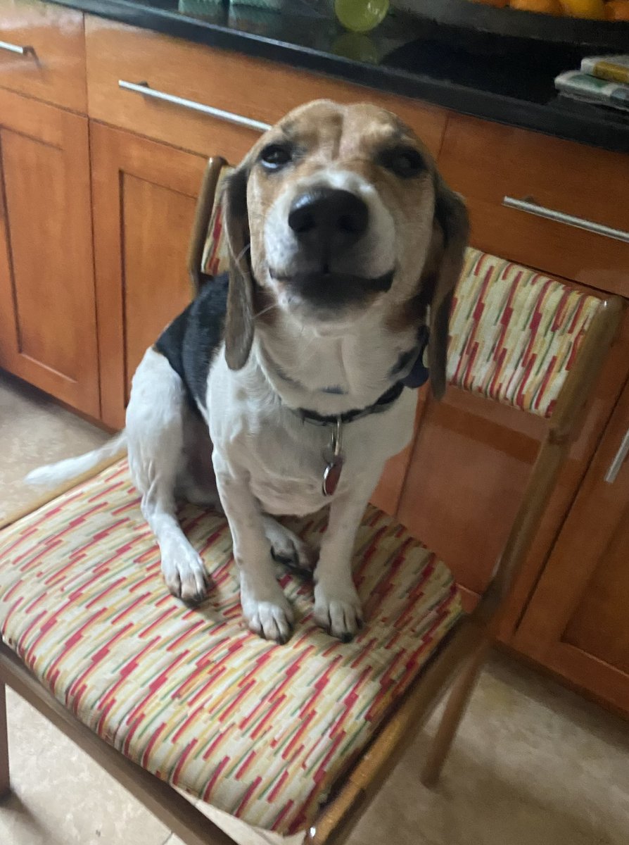 🇨🇦Oskar & Stanley 🇨🇦☮️ tweet media