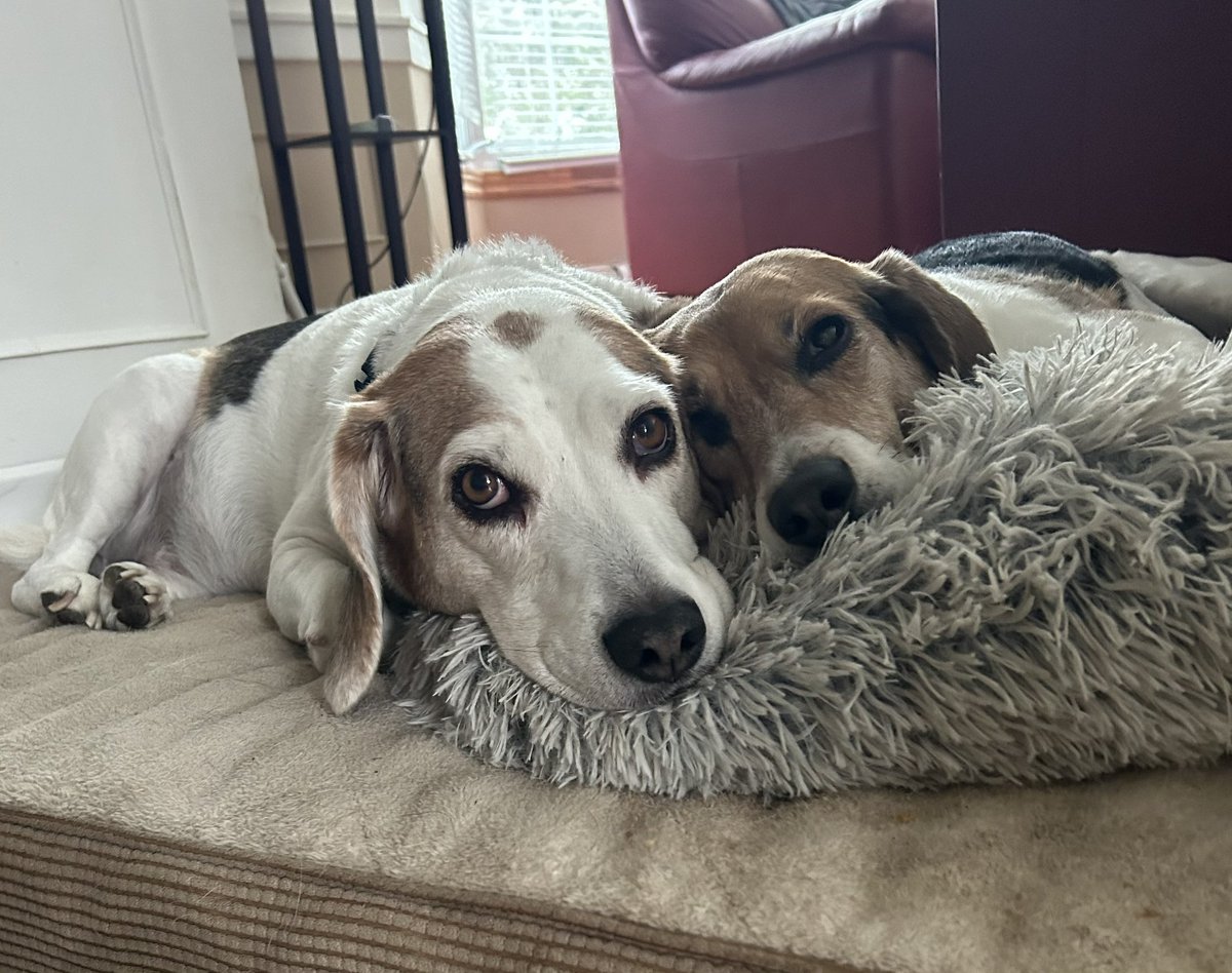 🇨🇦Oskar & Stanley 🇨🇦☮️ tweet media