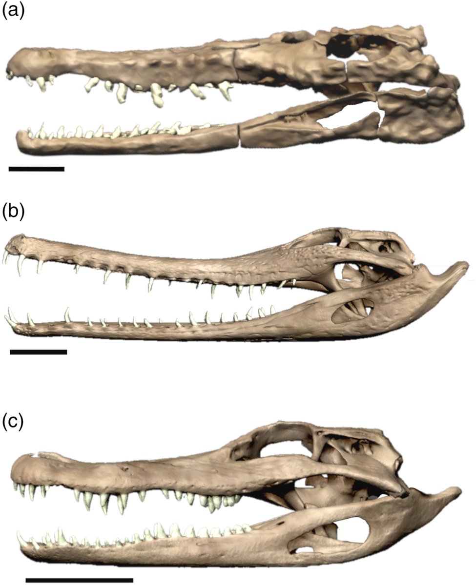 The Anatomical Record tweet media