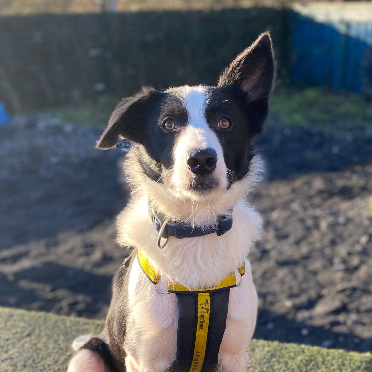 DogsTrust_IE's tweet photo. Oscar Wilde and his one up, one down ears. They absolutely refuse to stay in sync and we find it absolutely adorable.
Let's spread some cuteness today - post your dog's ears below π
#EarEar #ShareTheLove https://t.co/2NXPy7znsR