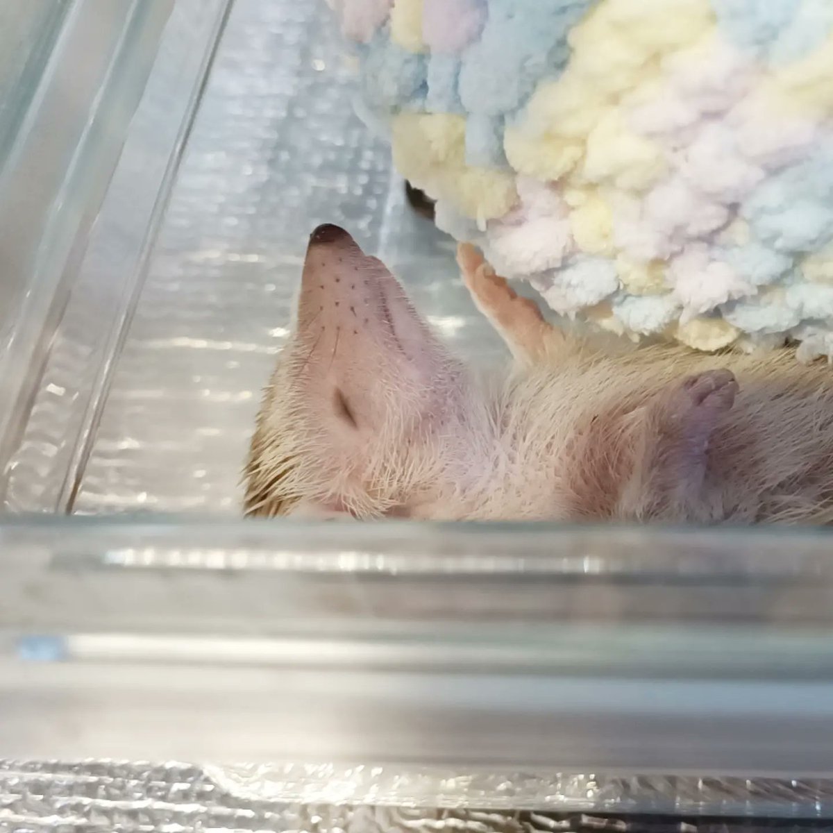 guriagu's tweet image. 冬のヒメハリ飼いの楽しみはな、
これだよ。
失われた野生を愛でることだよ。
見ろ😂うちのわらびがこうなってんだよ。冬眠（休眠期）最高かっ😭