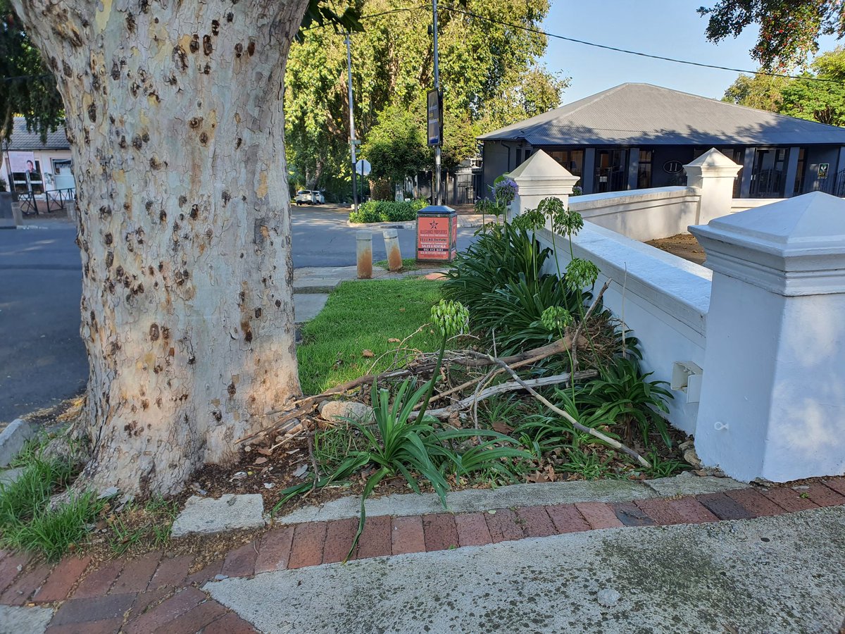 reneywarrington's tweet photo. @smac_gallery This is how you barricade your sidewalk in Joburg and force pedestrians into the road? And for what? To protect your plants? You do know you don't own that sidewalk? https://t.co/W1rCwEJBgj