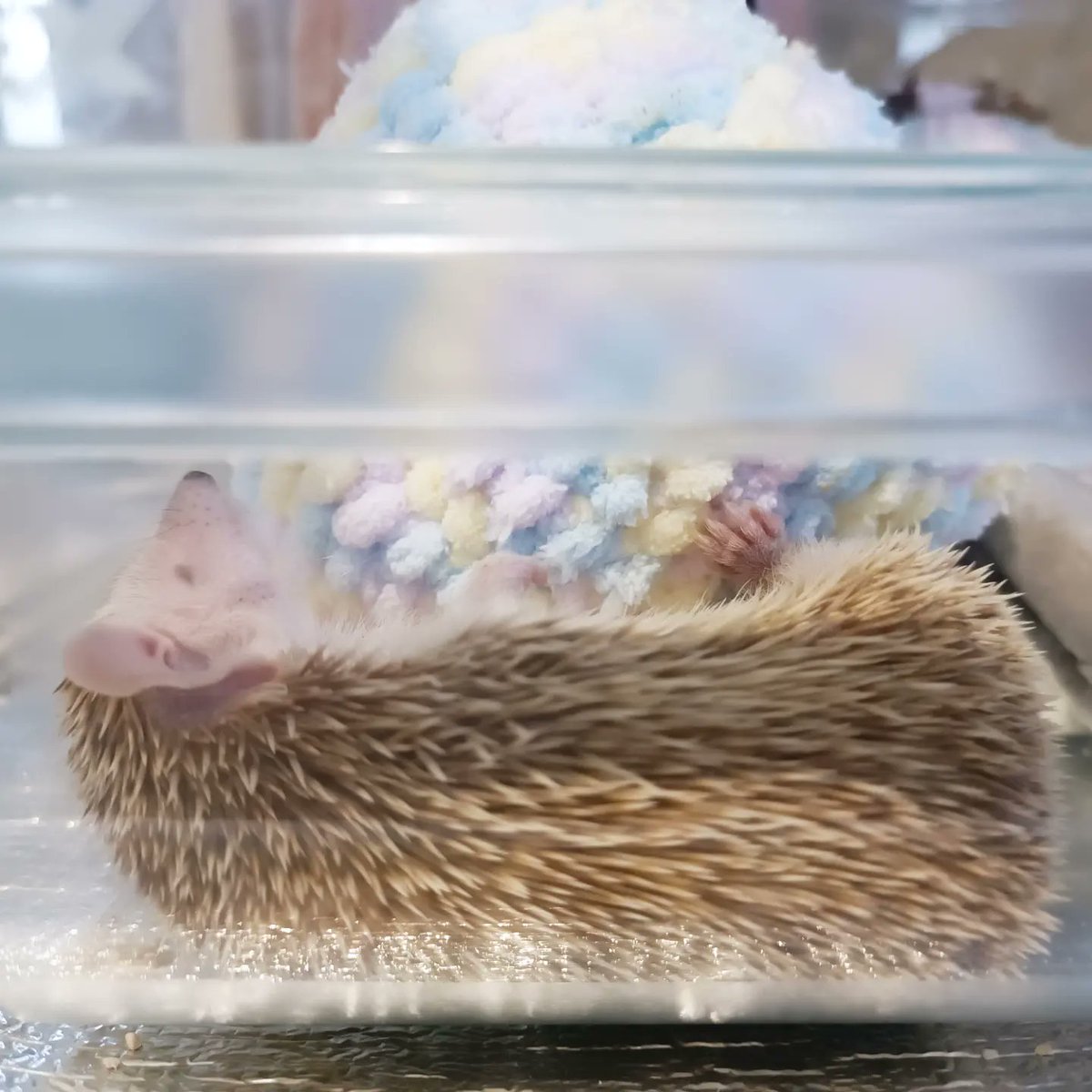 guriagu's tweet image. 冬のヒメハリ飼いの楽しみはな、
これだよ。
失われた野生を愛でることだよ。
見ろ😂うちのわらびがこうなってんだよ。冬眠（休眠期）最高かっ😭