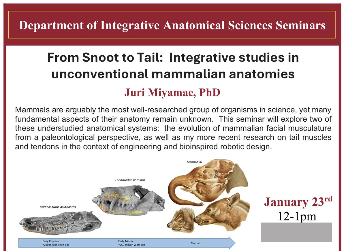 USC Anatomy (@usc_ias) on Twitter photo Tomorrow (Tues, 1/23) Juri Miyamae joins our department to discuss her research on our unconventional mammalian neuromuscular anatomy, using fossils, lab animals, and bioinspired robotic design <a href="/KeckMedicineUSC/">Keck Medicine of USC</a> <a href="/USCPaleoSci/">USC Paleosciences</a> Tomorrow (Tues, 1/23) Juri Miyamae joins our department to discuss her research on our unconventional mammalian neuromuscular anatomy, using fossils, lab animals, and bioinspired robotic design <a href="/KeckMedicineUSC/">Keck Medicine of USC</a> <a href="/USCPaleoSci/">USC Paleosciences</a>