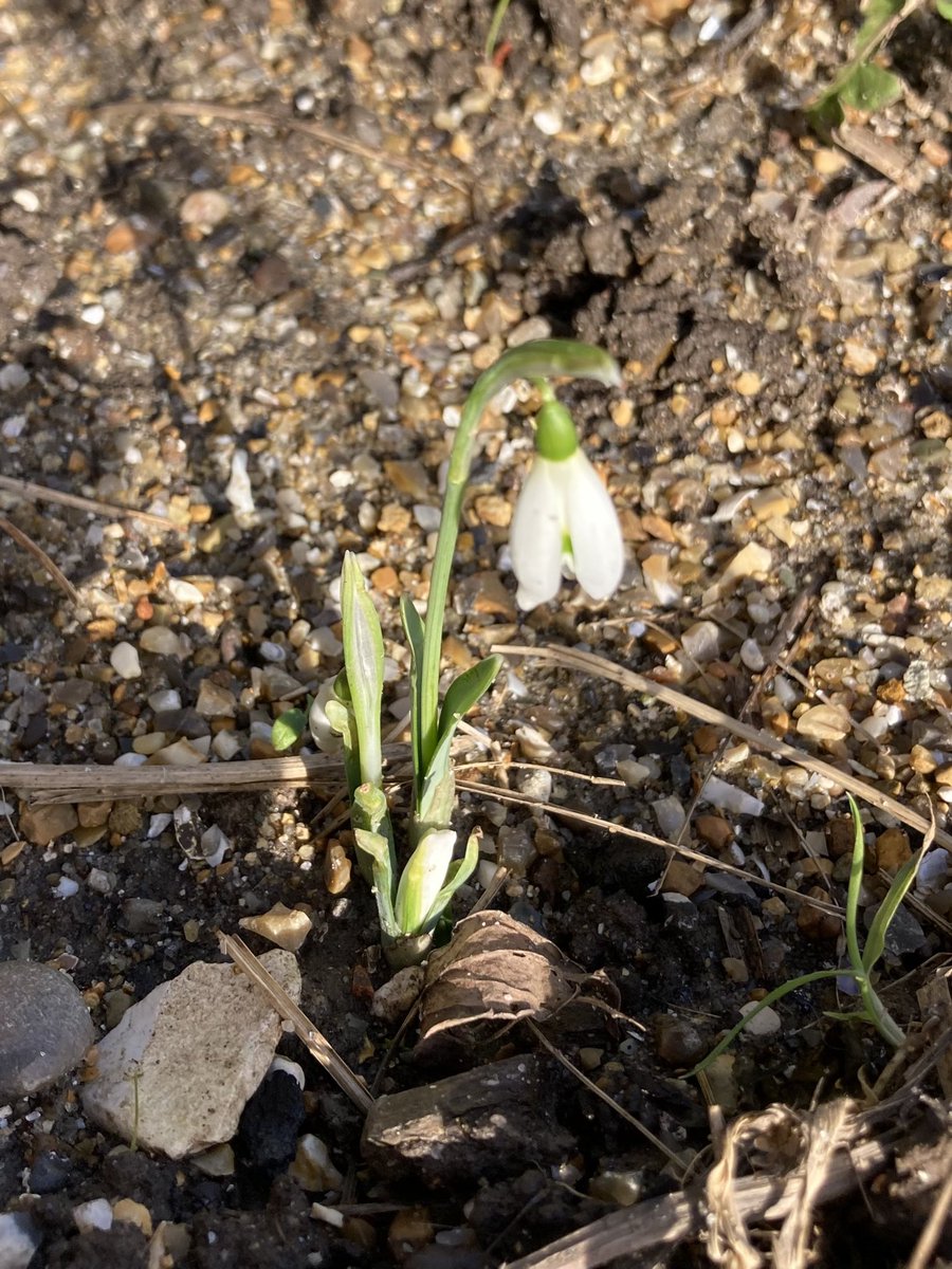 Kate_Bradbury's tweet photo. Nearly two weeks of sub-zero temps followed by a massive storm, and *still* she rises! A very happy first snowdrop of the year to you 🌱 https://t.co/0SApDg2xwC