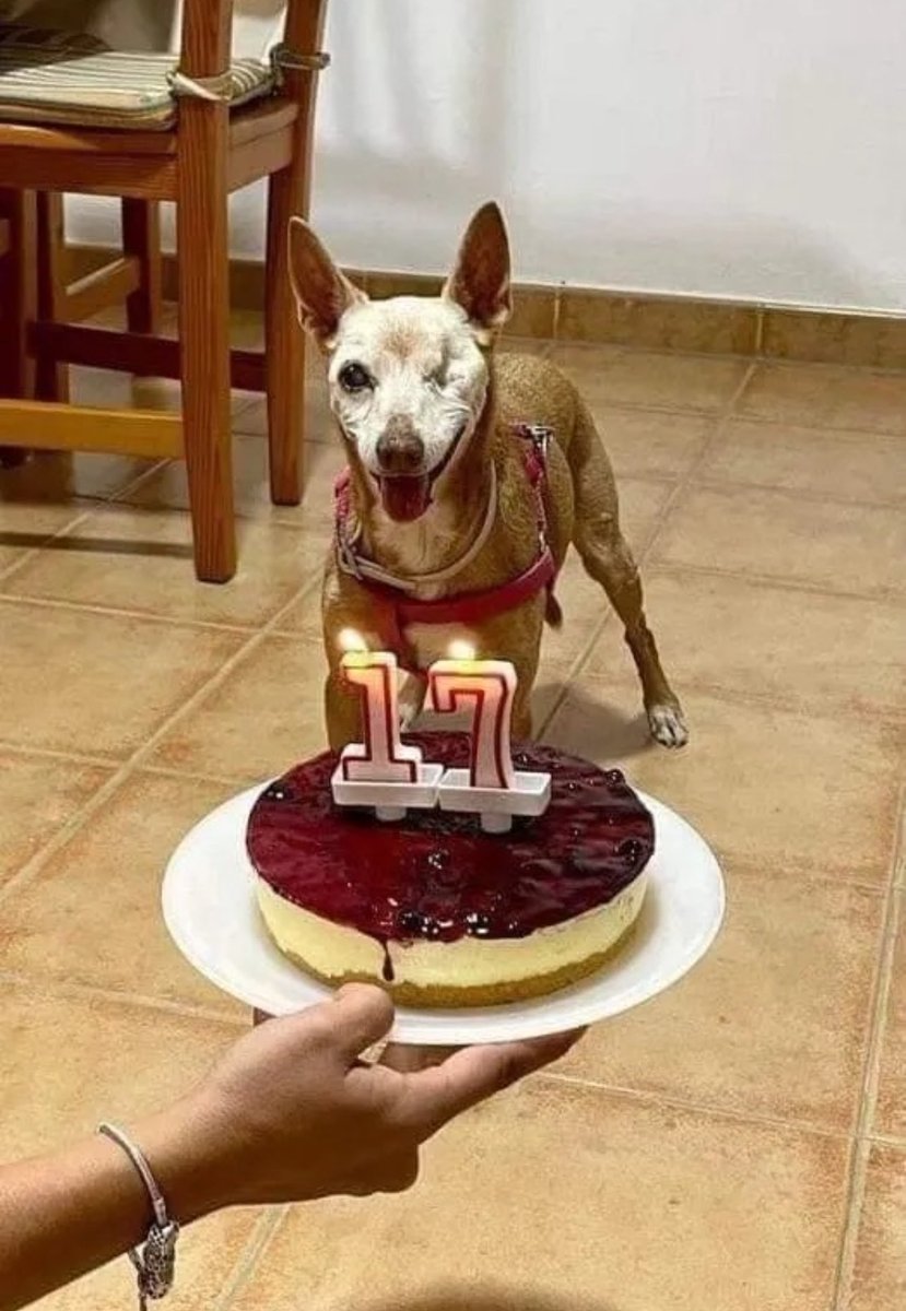Marcos_E_S's tweet photo. Hoy es mi cumpleaños número 17, pero nadie me felicito 😥 https://t.co/A88rmFNFbL