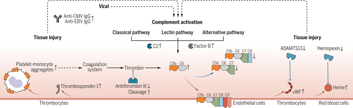 People with #LongCovid have ongoing complement activation and changes in their blood that suggest tissue damage and ongoing inflammation. science.org/doi/10.1126/sc…