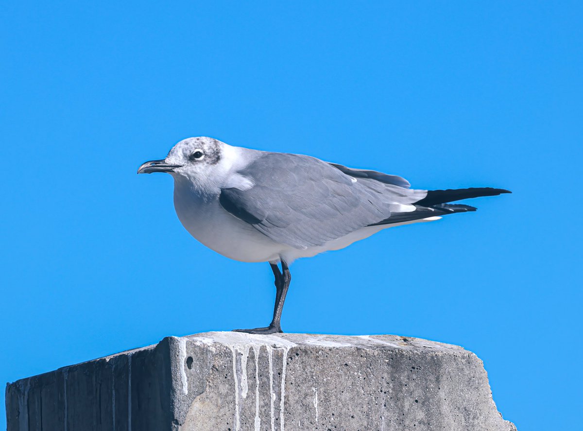 Jeff’s Wildlife Photography tweet media