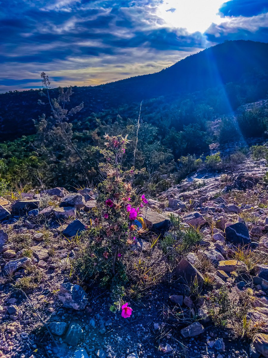#Naturaleza #PaisajedelaLuz #FlordyGarden #nadiedicenada