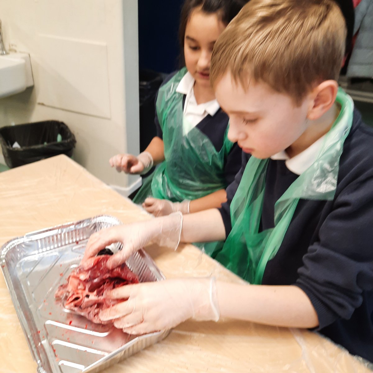 This term, UKS2 children are reading "Pig Heart Boy" by <a href="/malorieblackman/">Malorie Blackman</a> and learning about the circulatory system in #science. Today, they got a chance to  dissect a pig heart and explore the different part oh a heart. #HandsOnScience