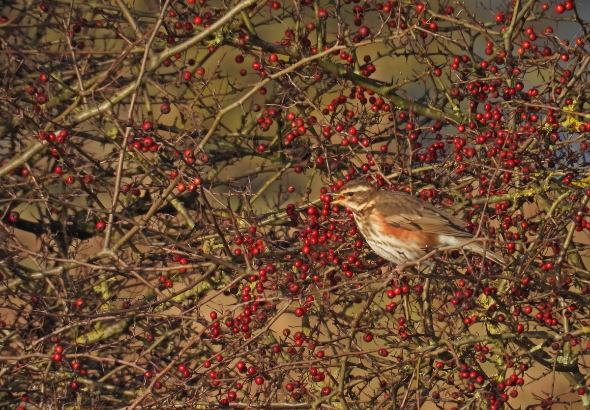 #januariFotoflow #vogelfotografie #vogels #koperwiek #meidoorn