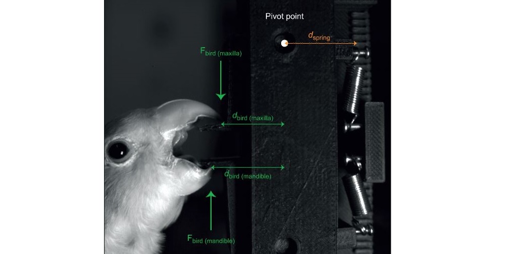 Journal of Experimental Biology (@j_exp_biol) on Twitter photo Read this month's Editors' Choice: The dual function of prokinesis in the feeding and locomotor systems of parrots by <a href="/melodyoungg/">melody young</a>, Michael Granatosky <a href="/animal_motion/">Michael Granatosky</a> & co @nyitanatomy @nyitcomdo <a href="/alec_wilken/">Alec Wilken</a> <a href="/armanafzadeh/">Armita R. Manafzadeh</a>
journals.biologists.com/jeb/article/22… Read this month's Editors' Choice: The dual function of prokinesis in the feeding and locomotor systems of parrots by <a href="/melodyoungg/">melody young</a>, Michael Granatosky <a href="/animal_motion/">Michael Granatosky</a> & co @nyitanatomy @nyitcomdo <a href="/alec_wilken/">Alec Wilken</a> <a href="/armanafzadeh/">Armita R. Manafzadeh</a>
journals.biologists.com/jeb/article/22…