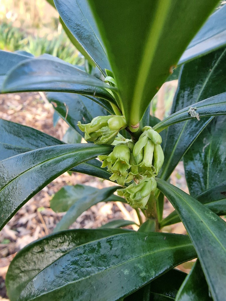 On 01.01.24 on a @BSBIbotany #NewYearFlowerHunt I spotted a Daphne laureola in Goring in West Sussex. It had buds but was not in flower. I made a note to go back in a few weeks to see what it's flowers are like. I went back today. Pleased I did. Gorgeous. @Sussex_Botany