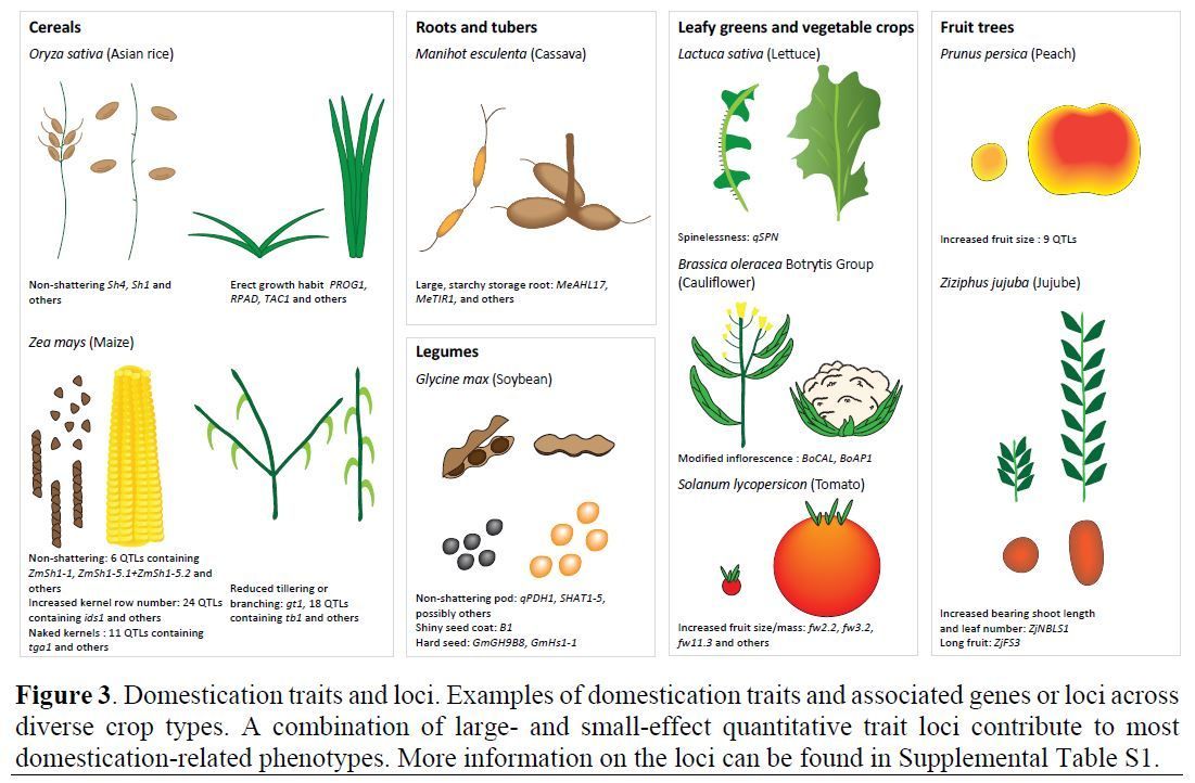 REVIEW:  Domestication and the evolution of crops: variable syndromes, complex genetic architectures, and ecological entanglements (Ornob Alam, Michael D Purugganan) buff.ly/3vCTbwJ <a href="/ASPB/">ASPB</a> #PlantSci