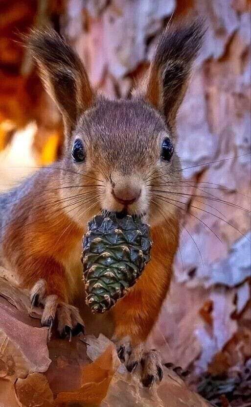 So beautiful squirrel ❤️🐿️

Perfect shoot 📷