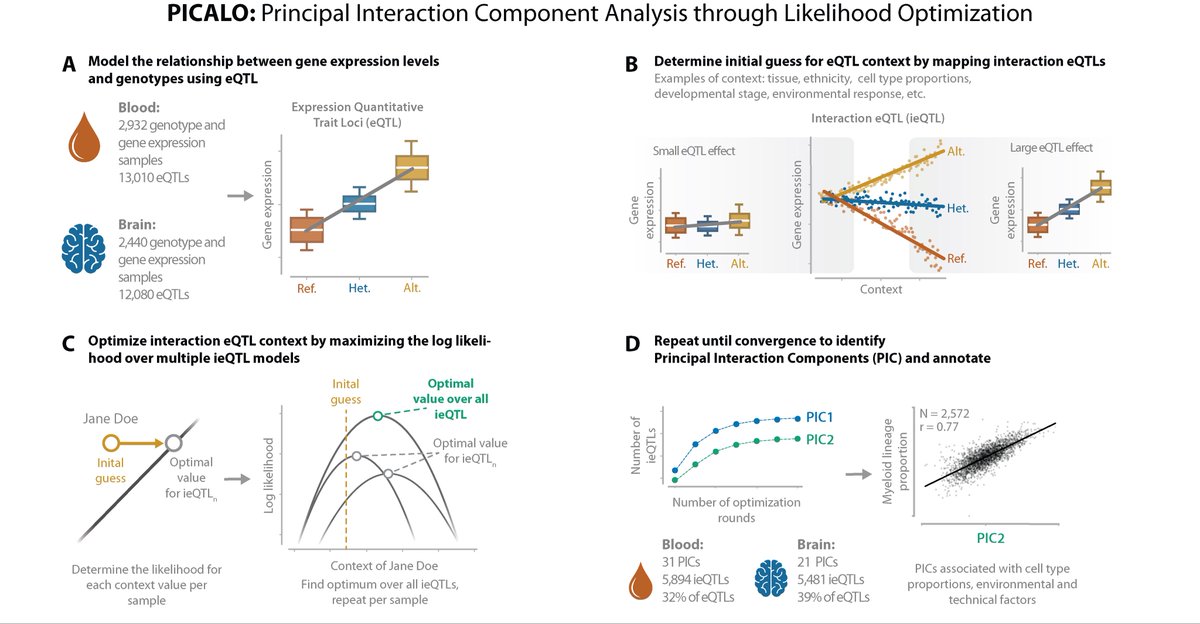 1/11 PICALO: a method for the identification of contexts that affect the regulatory mechanisms of genetic variants.   Lack of eQTL context is hampering the biological interpretation of GWAS variants, for this purpose we developed PICALO. 🧵doi.org/10.1186/s13059…
