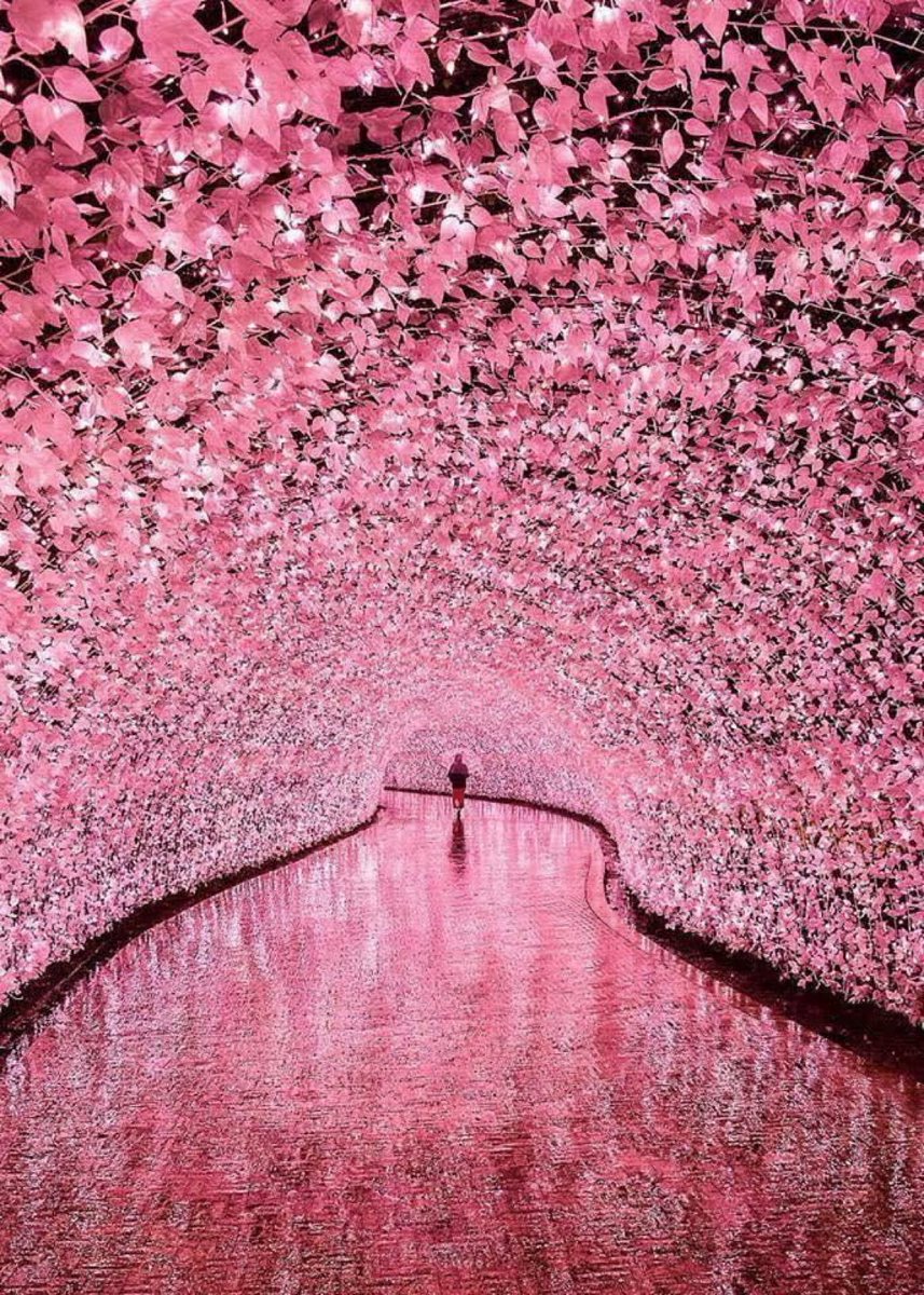 viewsoff's tweet photo. Japan https://t.co/Dk6JWivtm0