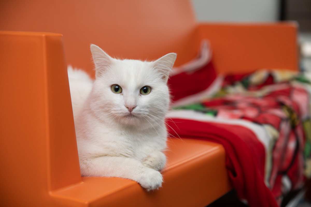 bestfriends's tweet photo. It is #AnswerYourCatsQuestionDay! 🐱
What would you ask your cat if they could answer you back? Let us know! 👇 ^ai https://t.co/fDbbsFfIxJ