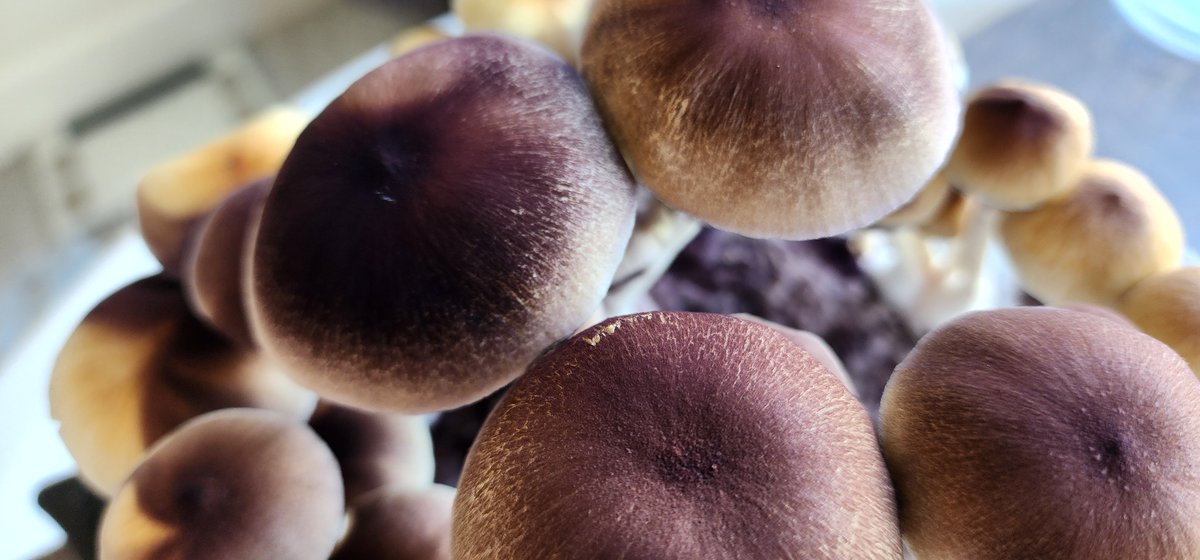 freespores's tweet photo. New free spores give away started but its only active on the facebook page sorry.  Get a 10ml spore syringe by replying to this post https://t.co/bqXYrLe2bT  Visit https://t.co/wQjlBET43s for premium cubensis spores in syringe or print.  Worldwide fast shipping. https://t.co/ysZXJY1pLP